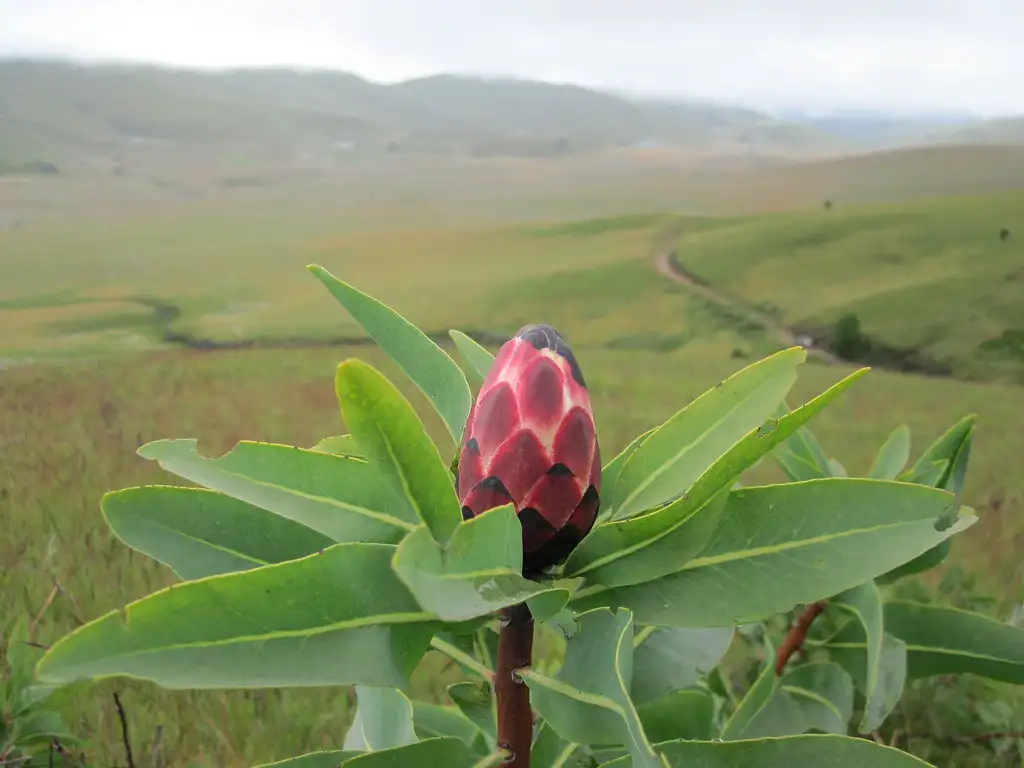A breathtaking view of colorful wildflowers in full bloom at Kitulo National Park, known as the Serengeti of Flowers, illustrating when to go to Kitulo National Park.