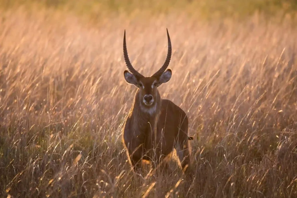 Step-by-Step Guide to Planning a Successful Tanzania Safari for Solo Travelers