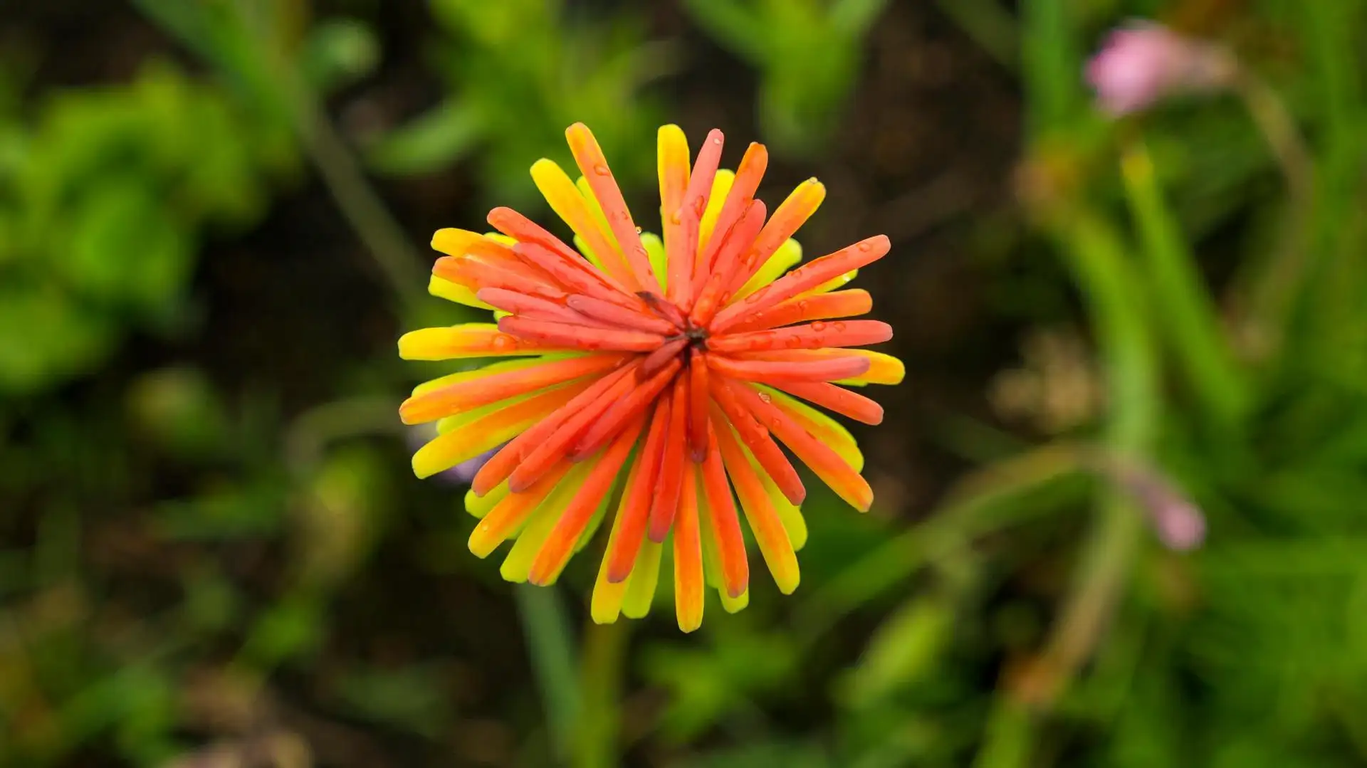 A vibrant photograph capturing the colorful flowers of Kitulo National Park, known as the Garden of God, ideal to showcase when to go Kitulo National Park for its blossoming beauty.