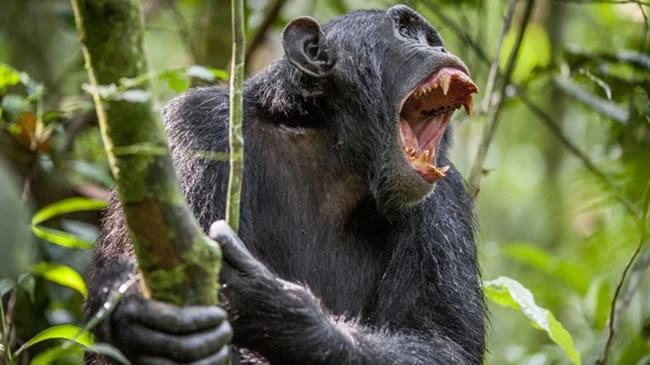 A playful chimpanzee, affectionately nicknamed Shawty, swings from a tree branch in Gombe Stream National Park.