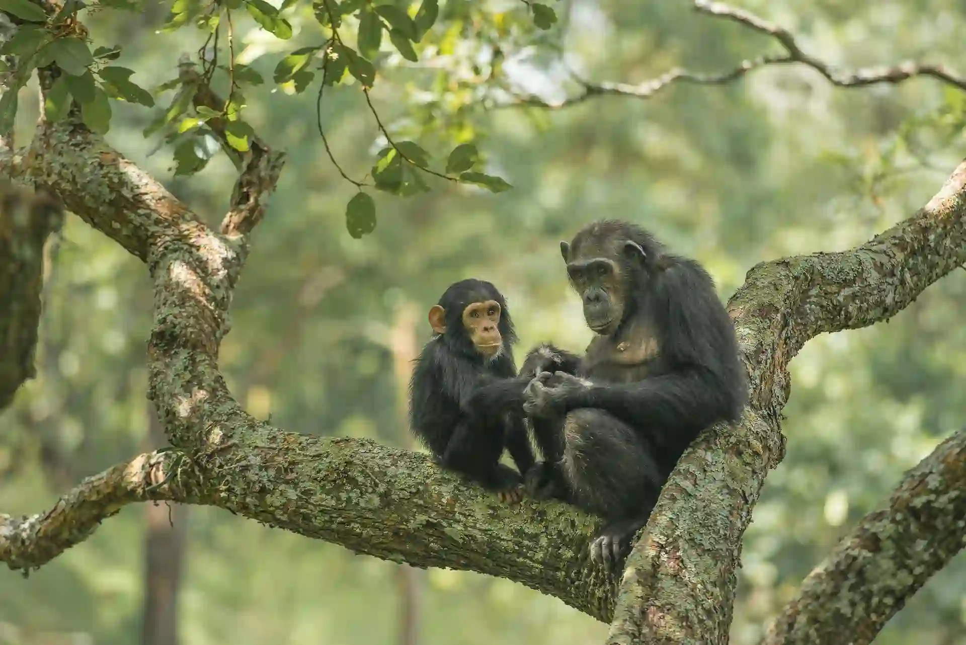 A heartwarming scene at Gombe Stream National Park, featuring a chimpanzee and its playful offspring in the lush forest canopy.