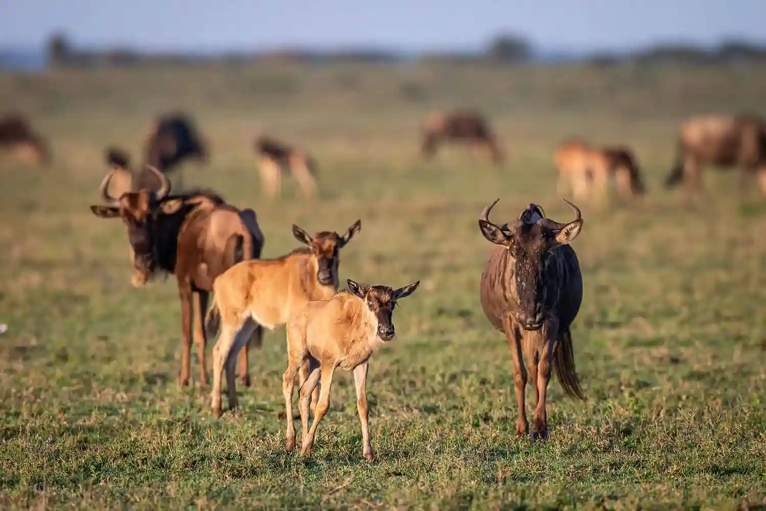 An adult wildebeest with two curious calves grazing during the Great Wildebeest Migration in the Serengeti plains.