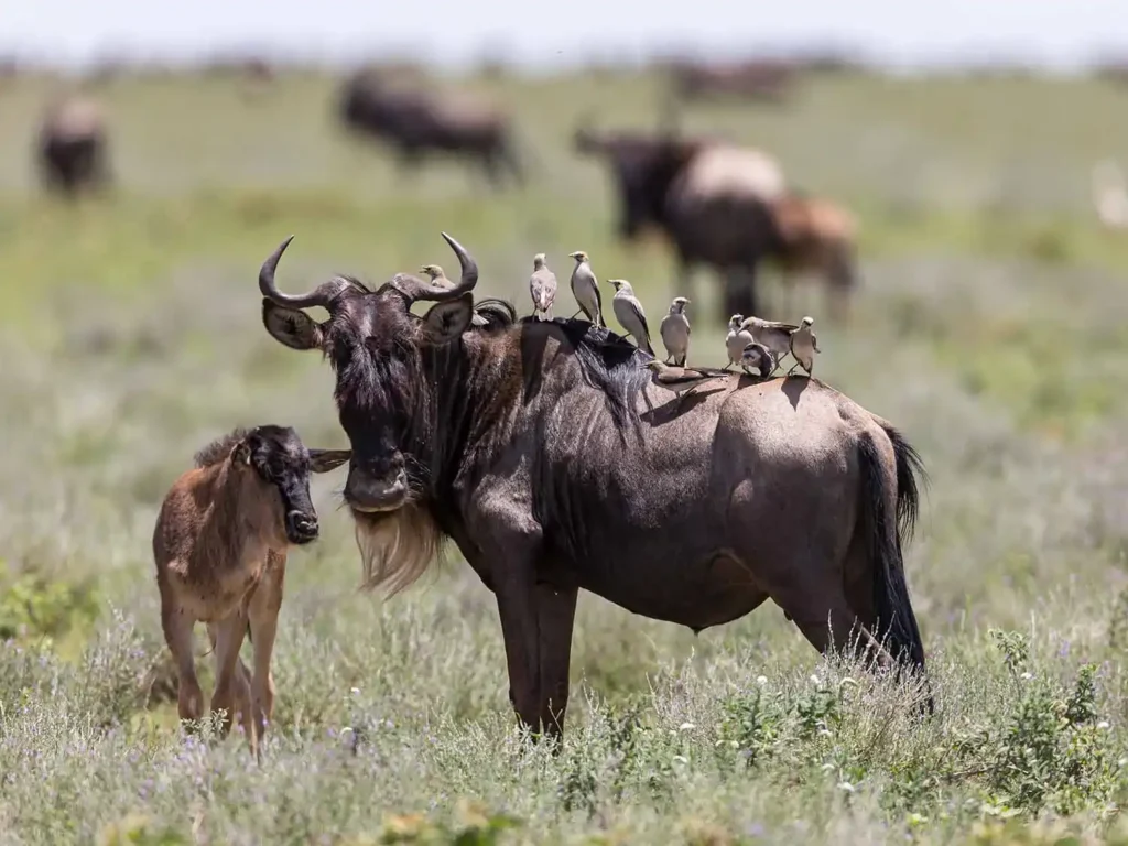 A mother wildebeest and her calf grazing during the Great Wildebeest Migration, with a herd of wildebeest in the background.