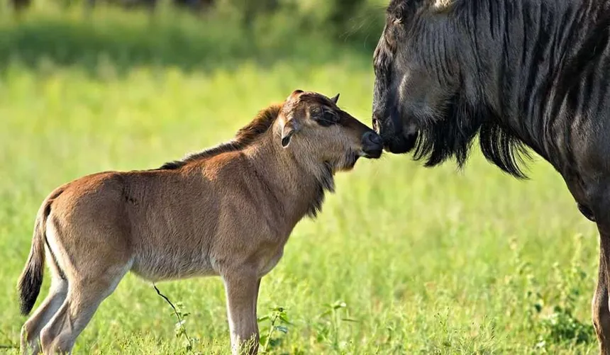 The Serengeti Calving Season: Nature's Spectacular Cycle of Life