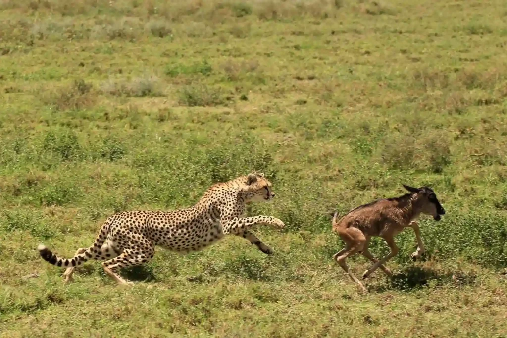 Majestic Encounter: African Safaris - Lion in Tanzania's Wilderness A leopard crouches on a wildebeest hunt in the open plains of Ndutu, Serengeti, during a predator safari.