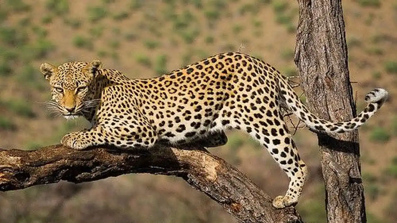 Majestic Encounter: African Safaris - Lion in Tanzania's Wilderness A leopard resting on a tree in the Ndutu region, highlighting predator behavior during the calving season.