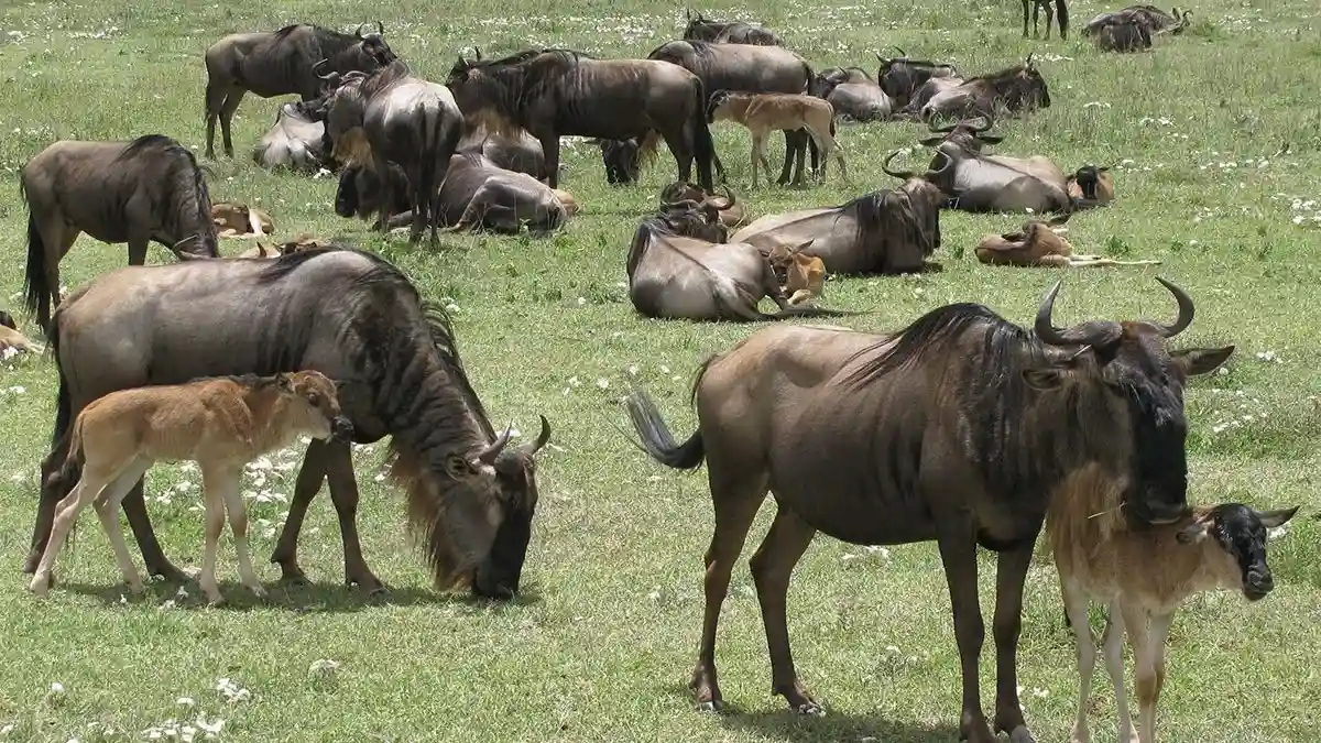 Majestic Encounter: African Safaris - Lion in Tanzania's Wilderness A dramatic scene in Ndutu with wildebeest giving birth, predators like lions and cheetahs stalking nearby, set in the Serengeti ecosystem.