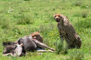 Predator Safari in Ndutu: Lions, cheetahs, and hyenas thriving during wildebeest calving season.