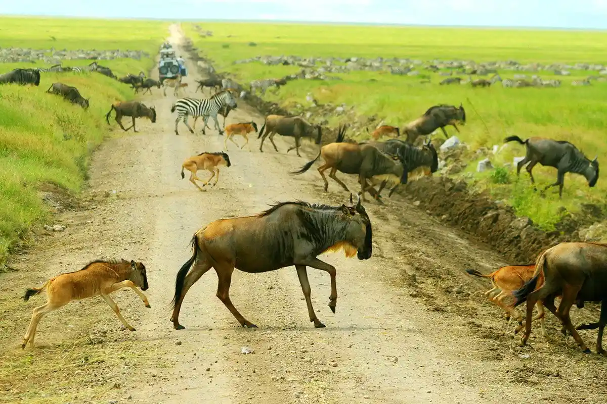 Majestic Encounter: African Safaris - Lion in Tanzania's Wilderness A herd of wildebeest and zebras with calves grazing in Ndutu during the wildebeest migration, showcasing a prime setting for predator safaris.