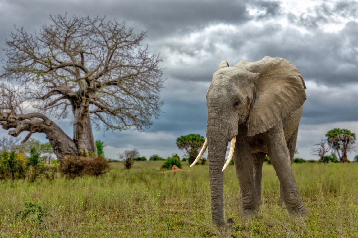 Elephant grazing in Tarangire on a 2-Day Tanzania Safari Tarangire and Ngorongoro tour