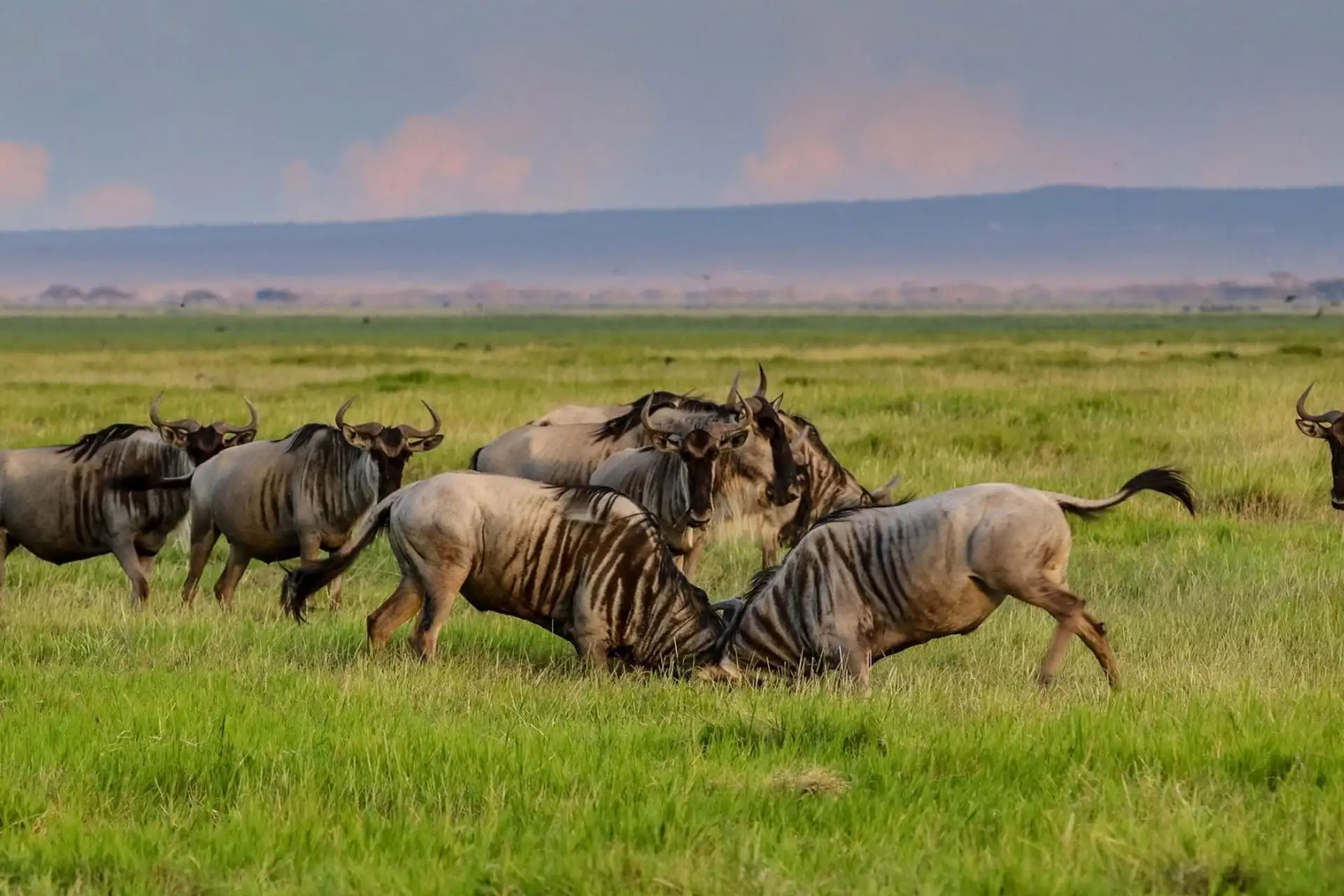 Wildebeests grazing and frolicking during the calving season – 3-Day Serengeti Ngorongoro Calving Safari