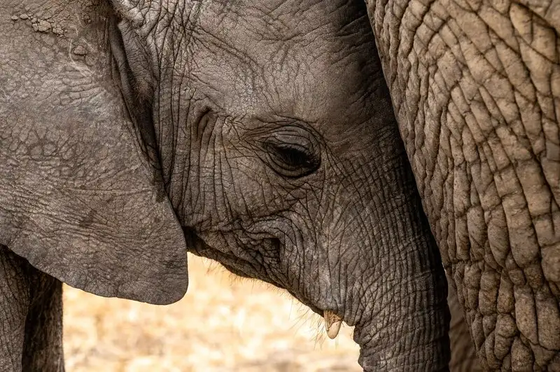 Elephant and calf sharing a tender moment in Tarangire National Park during a 4-Day Tanzania safari tour