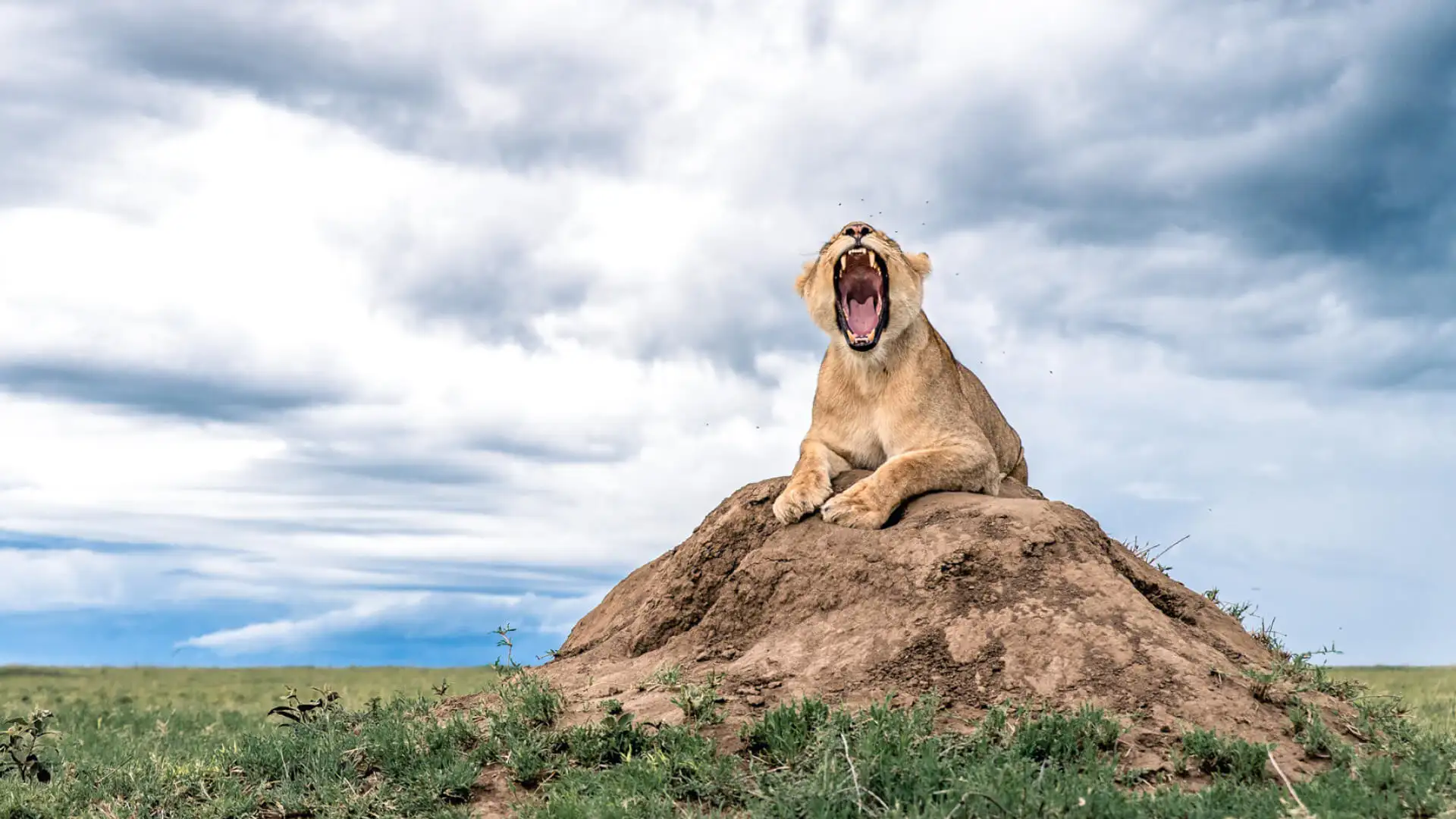 Hungry lion yawning and stalking prey in the wild plains during 5-Day Northern Tanzania Safari