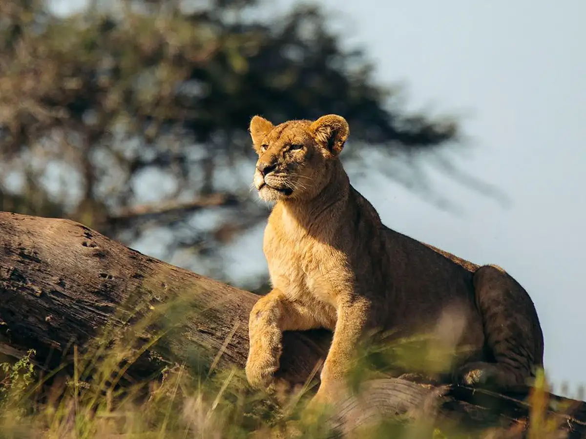 Lioness hunting in Serengeti plains during Luxury 3-Day Serengeti & Ngorongoro Crater Safari