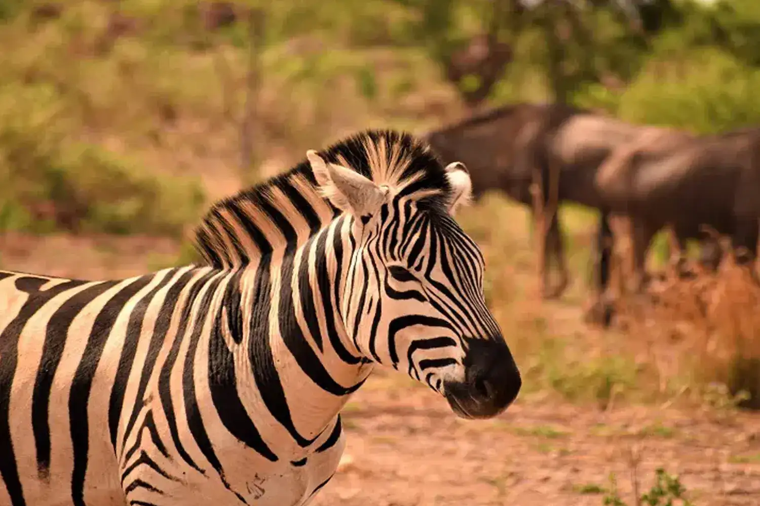 Zebras and wildebeests grazing in Serengeti during the 3-Day Tanzania Safari Serengeti Ngorongoro