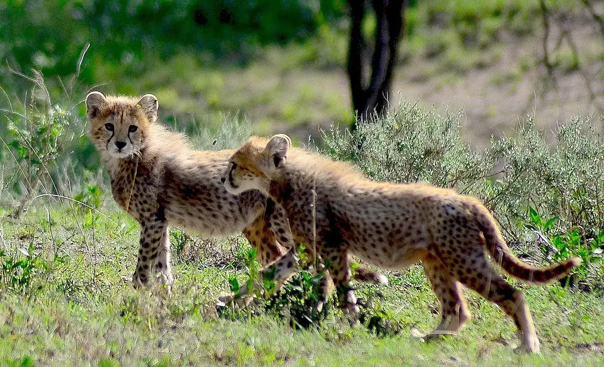 Lions resting on the savannah during a 5 Day Northern Tanzania Classic Safari exploring wildlife, nature, and adventure