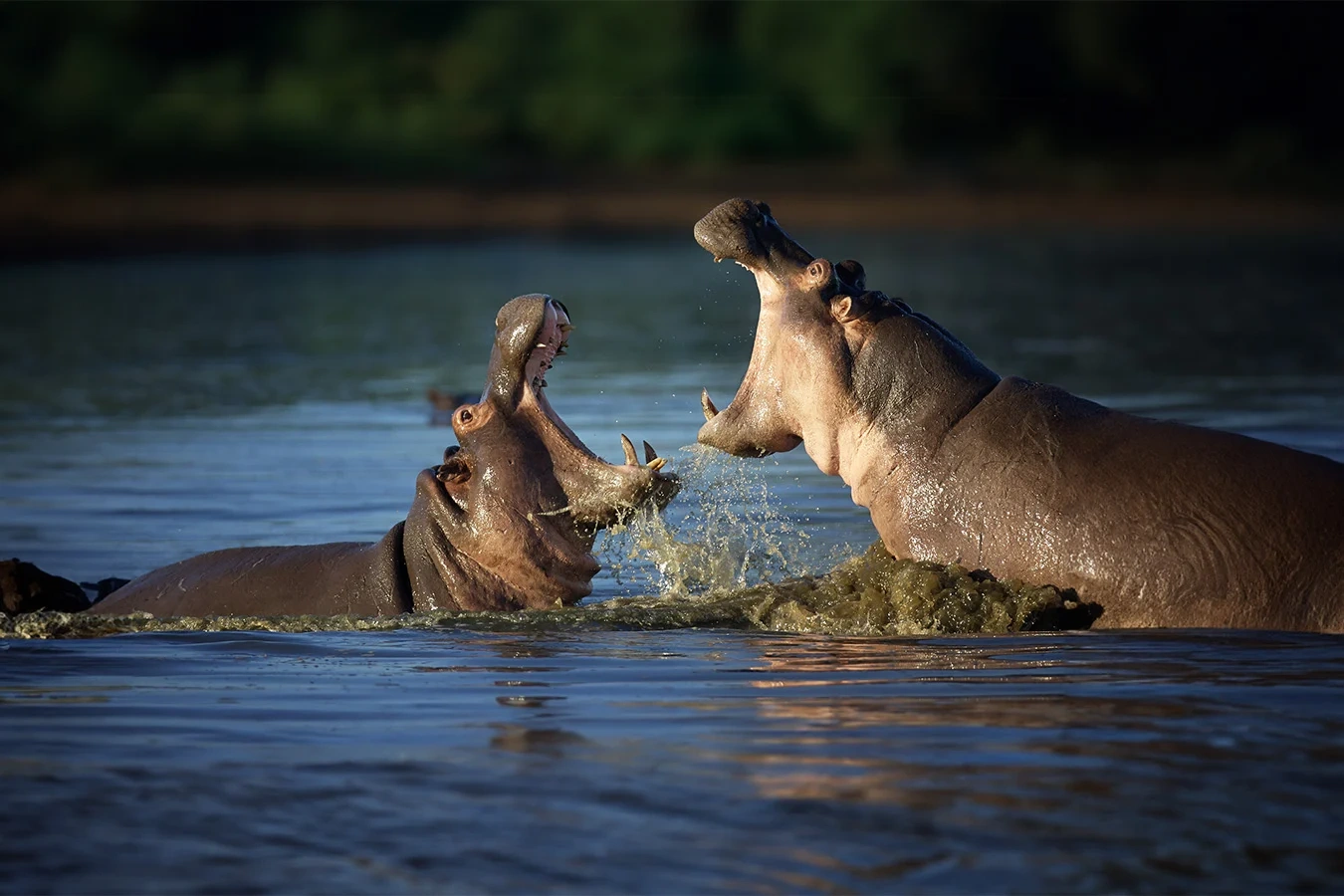 Hippos resting in a water pool at Mikumi National Park during a Mikumi safari tour packages experience in southern Tanzania