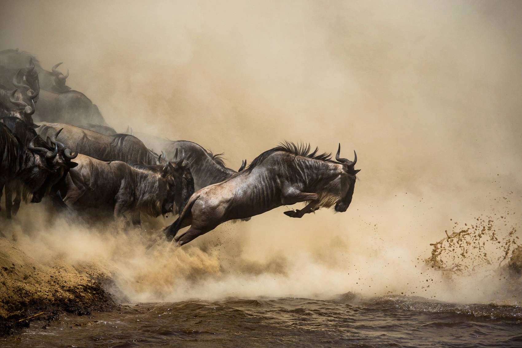 Wildebeest crossing the Mara River during a 4-Days Northern Serengeti River Crossing Safari in Tanzania