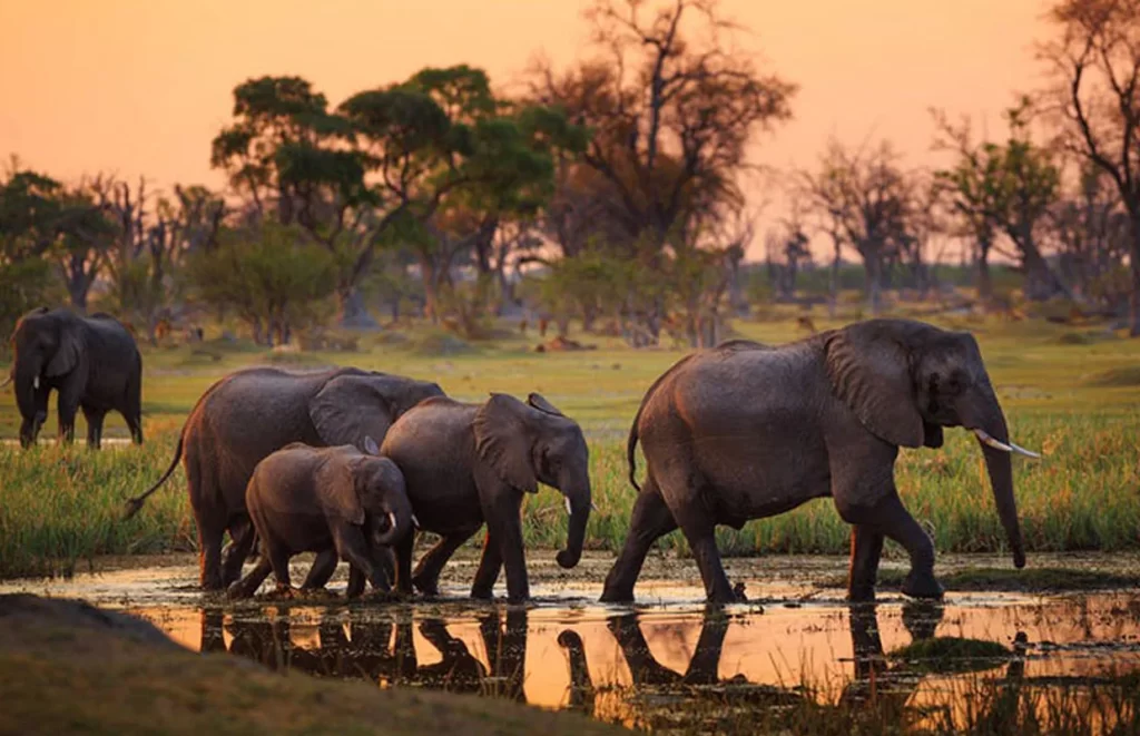 What is a Safari? 7 Incredible Safari Experiences in Tanzania & Kenya