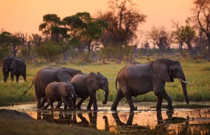 What is a Safari? 7 Incredible Safari Experiences in Tanzania & Kenya