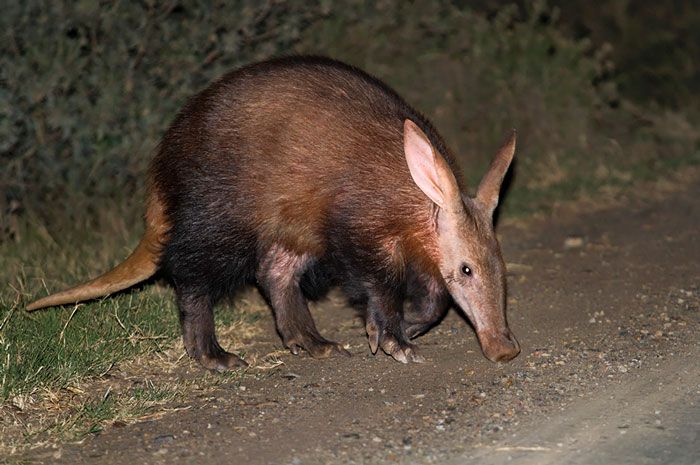 African Safaris - Majestic lion in Tanzania's wilderness