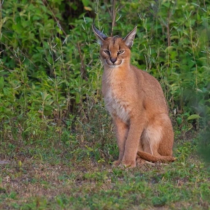 African Safaris - Majestic lion in Tanzania's wilderness