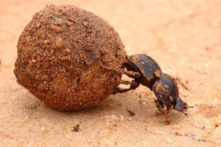 rare safari animals Tanzania