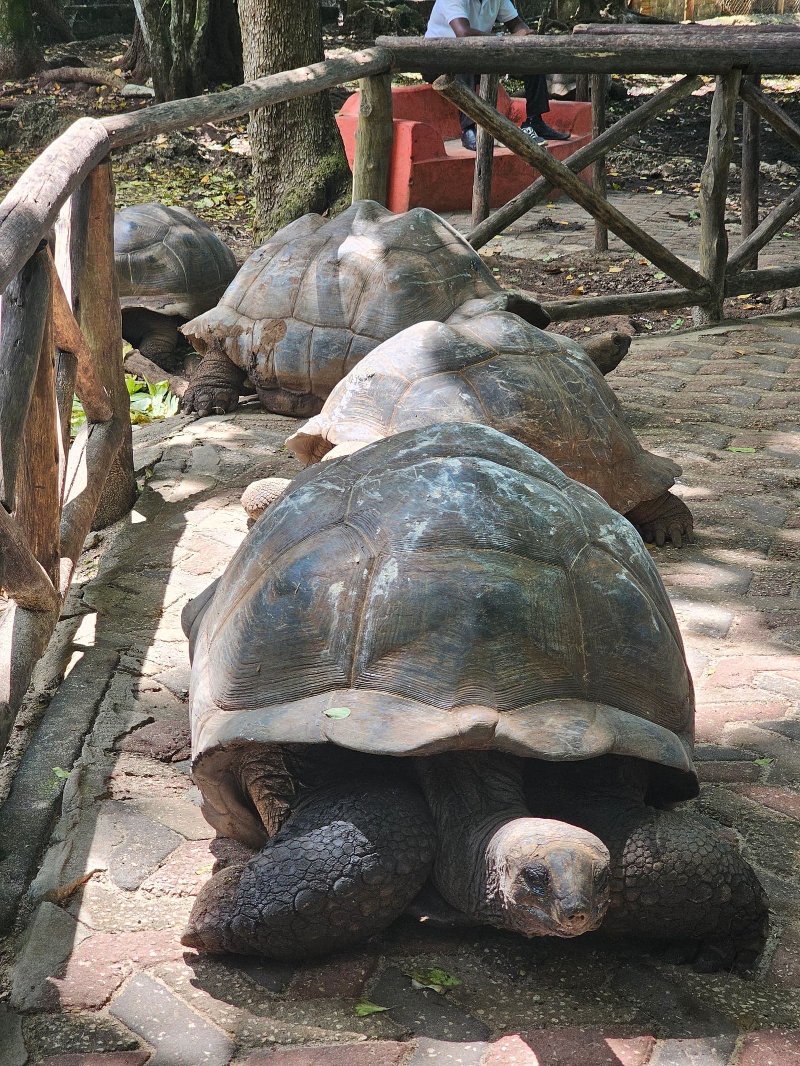 Zanzibar to Safari