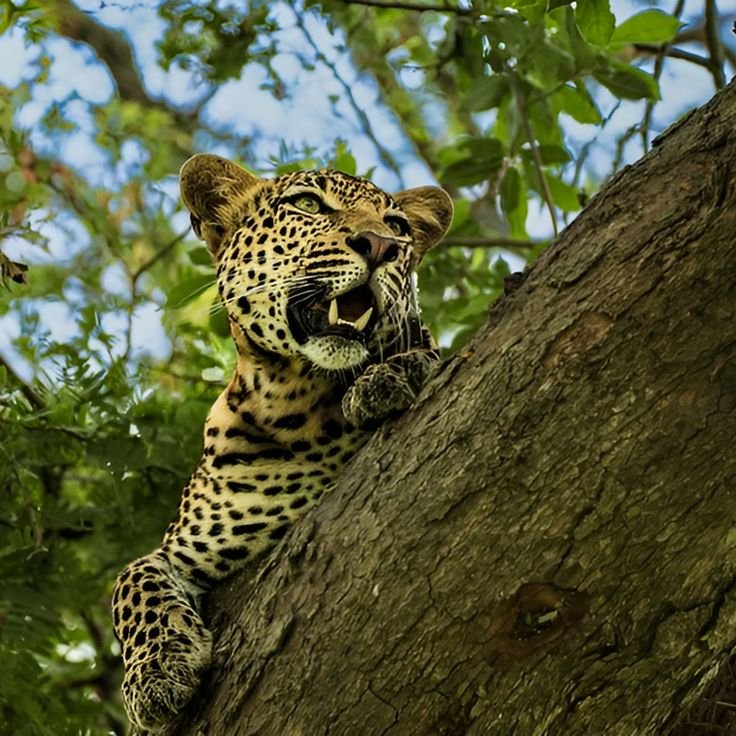 romantic honeymoon safari in mikumi national park