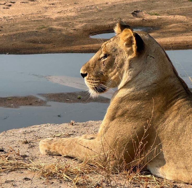 romantic honeymoon safari in mikumi national park