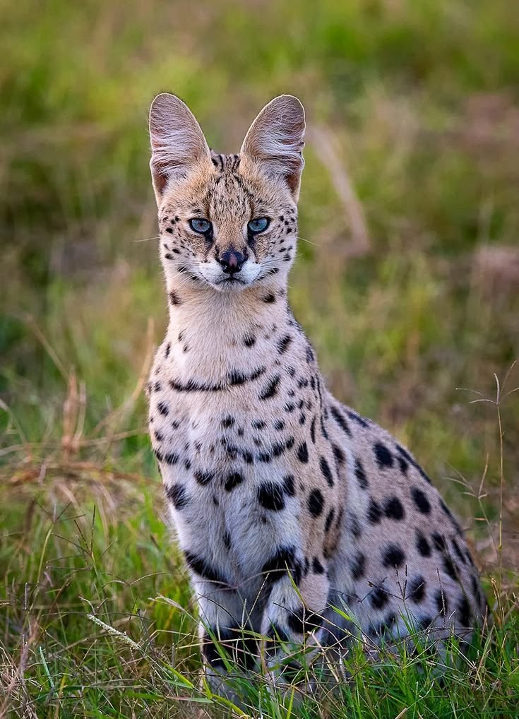 Zanzibar to Safari