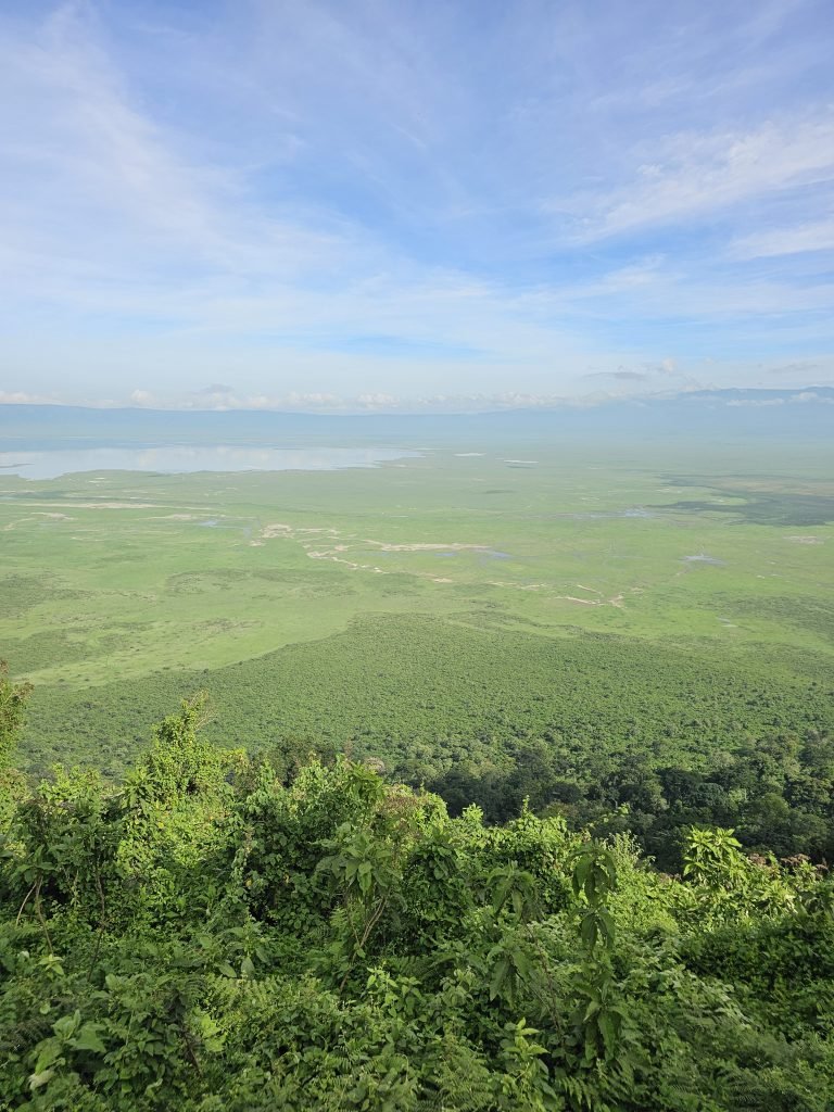 Majestic Encounter: African Safaris - Lion in Tanzania's Wilderness ngorongoro crater