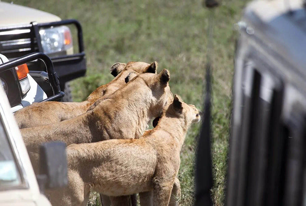 Tanzania Safari Itinerary
