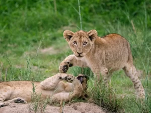 Tanzania Safari Itinerary