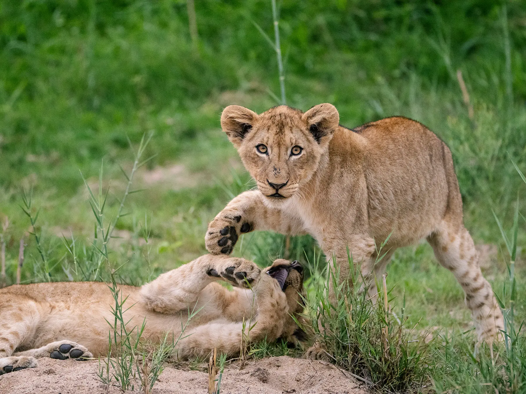 Tanzania Safari Itinerary