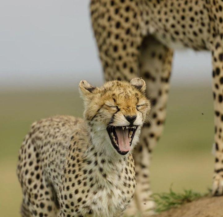 Majestic Encounter: African Safaris - Lion in Tanzania's Wilderness Visiting Tanzania