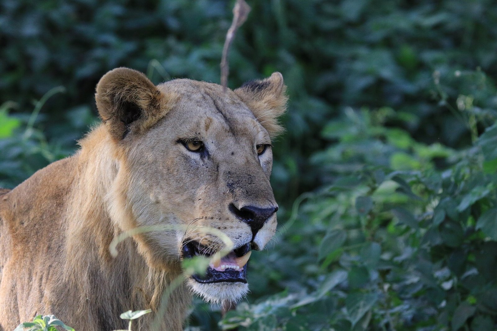 Majestic lion in Mikumi National Park Tanzania resting in the African savannah