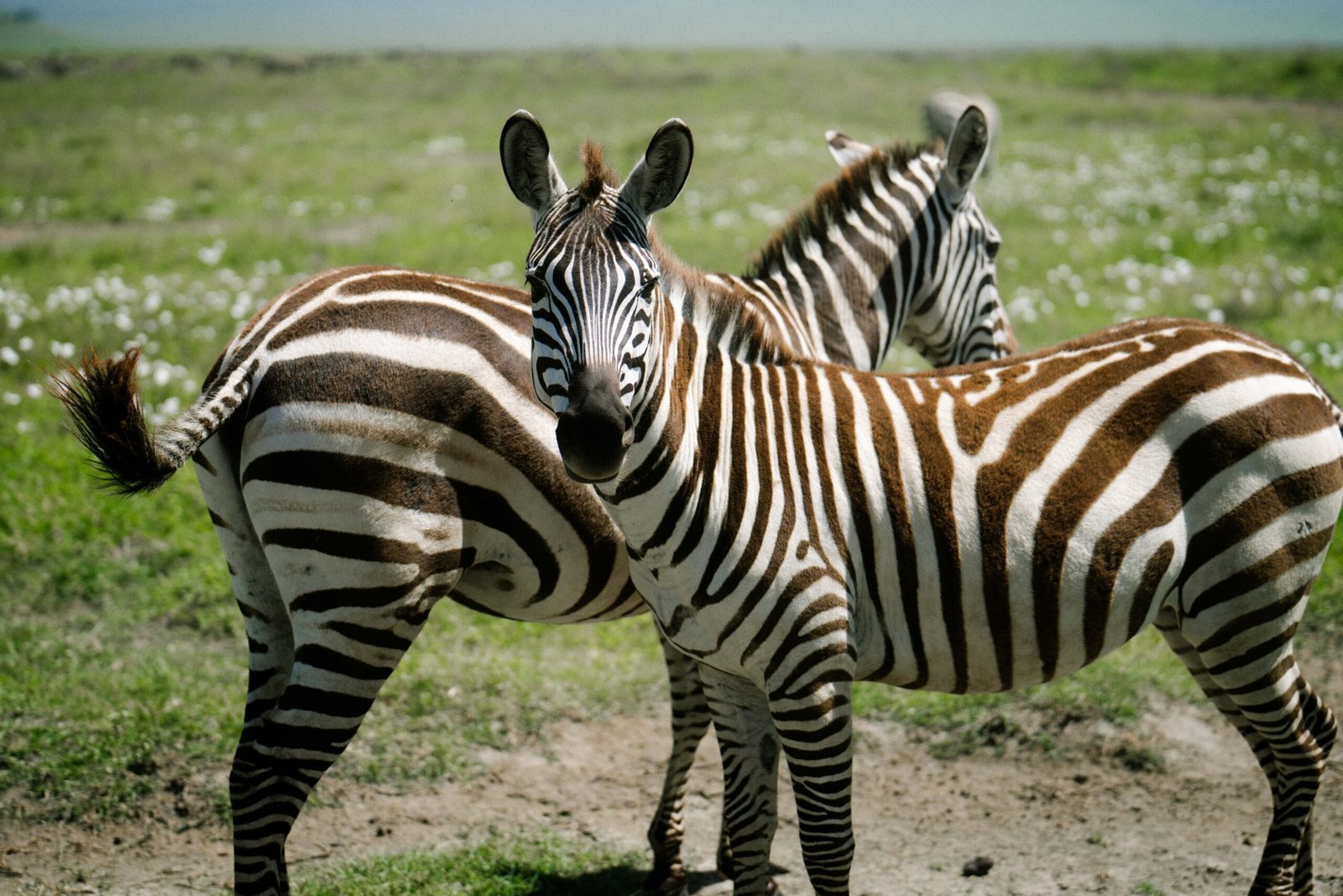 Tanzania safari planning