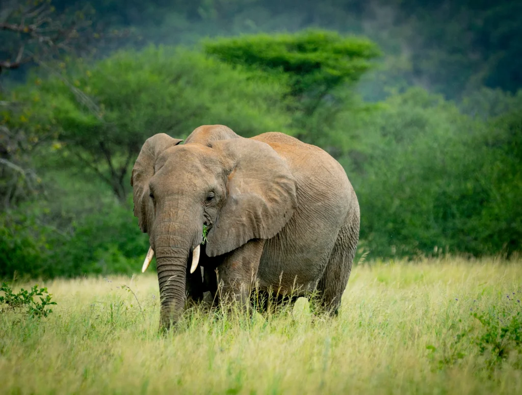 Tanzania safari planning