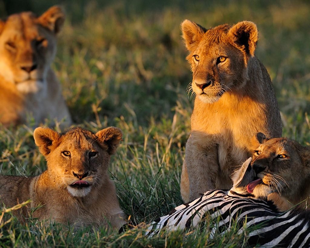 Ngorongoro Crater day trip
