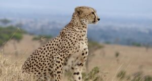 Tanzania safari planning
