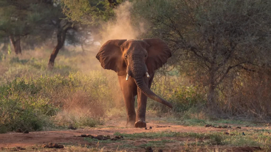 Tanzania safari itinerary