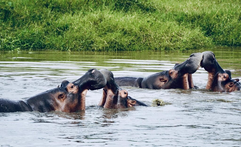 Tanzania safari itinerary