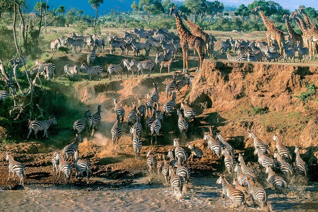 Tanzania safari planning