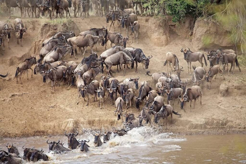 Tanzania safari planning