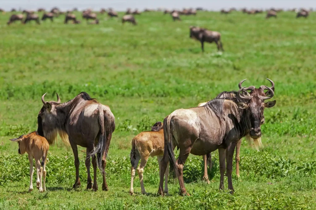 Tanzania safari planning