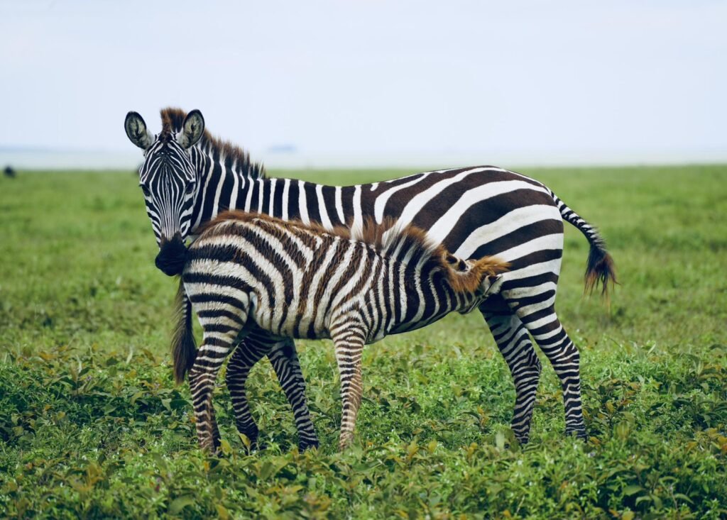 Tanzania safari planning